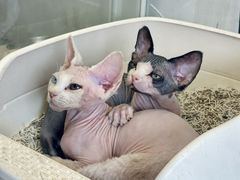 -翊宠yipet猫狗购宠庄园犬舍•猫舍