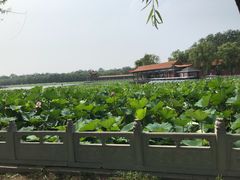 中华荷园-南戴河国际娱乐中心