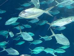 -上海海洋水族馆