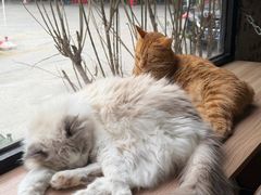 -豆逗聊愈猫阁Easy Life