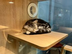 -BABIT巴比特宠物(MOMOPARK店)