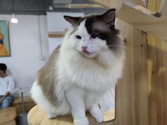 -Heymao猫咖.咖啡厅(东门店)