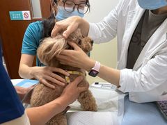 -美联众合动物医院·24h转诊中心