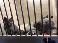 -喵zoo家庭繁育猫舍(尖东智能花园店)