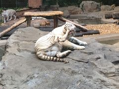 与白虎共餐-白虎自助餐厅·真老虎·景观自助餐厅(广州长隆酒店)