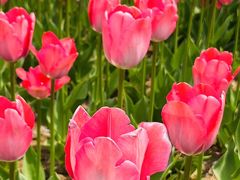 -石家庄市植物园