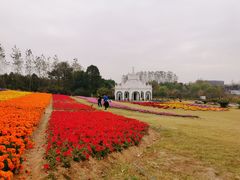 -杭州湾海上花田景区