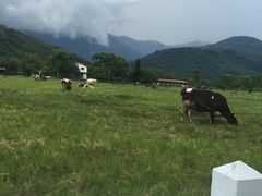-瑞穗牧场