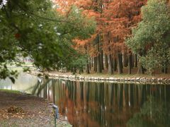 -上海共青森林公园