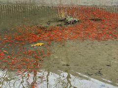 -白水寺森林公园
