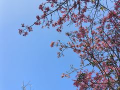 -风云岭森林公园