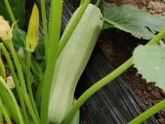 -万源龙顺度假庄园生态观光园