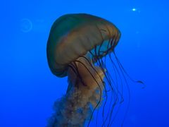 -太平洋海底世界