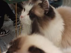 -喵喵咪呀布偶猫咖(春熙路店)