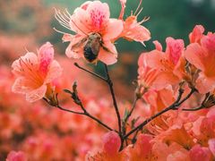 -十九峰景区-倒脱靴