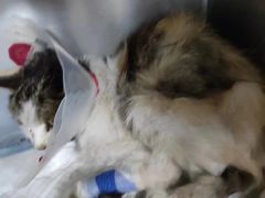 -佳怡动物医院·平价24小时·猫专科骨外科