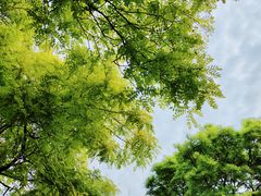 -莲花池公园