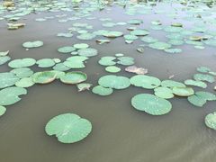 -大湾区中央湿地公园