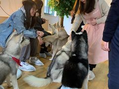 -Husky Go! 哈士奇体验馆·宠物咖啡厅狗咖