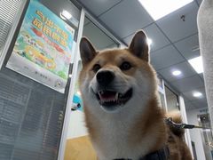 -美联众合动物医院(·中兽医·疑难杂症·严家桥分院)