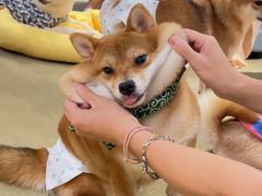 -逗柴咖啡屋·狗咖猫咖宠物桌游