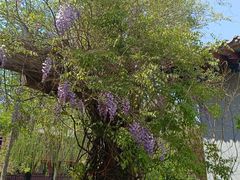 -大悲禅寺
