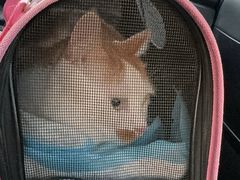 -爱派特动物医院·全科诊疗中心