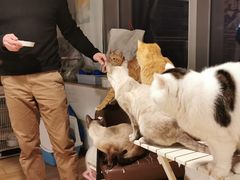 -Cappucimeow猫咪咖啡馆(韦伯时代店)