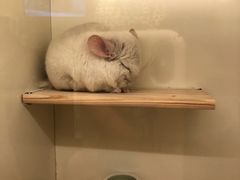 -龙猫仔乐园(惠福东路店)