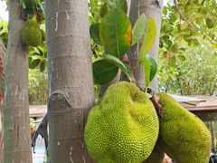 -杨厝六十六农庄农舍(杨厝路店)