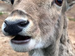 -秦皇岛野生动物园
