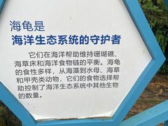 -广东惠东海龟国家级自然保护区