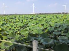 -荷花荡