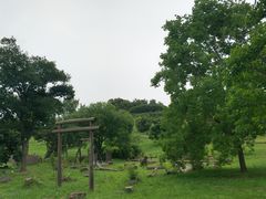-西京湾花海