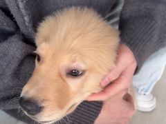 -乐琪宠物医院·犬猫专科·骨外科·急重症