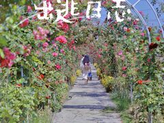 -紫颐香薰山谷景区