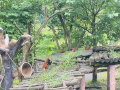 -都江堰中华大熊猫苑