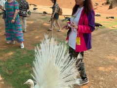 景点-西双版纳勐泐文化旅游区