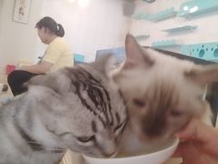 -萌喵宠狗爱心宠咖