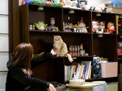 -逗柴咖啡屋·狗咖猫咖宠物桌游