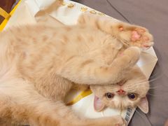 -东方名猫馆·英短金渐层布偶猫舍(环线广场1号楼店)