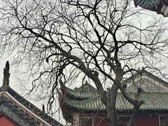 -长春观