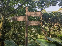 -银湖山郊野公园-相思林