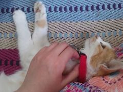 -Sirena海妖日咖夜酒