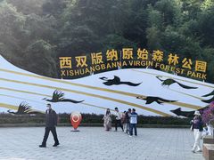 -西双版纳原始森林公园