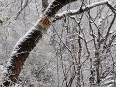 -朱雀国家森林公园
