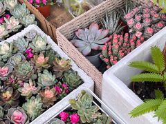 -溪岸路花鸟市场