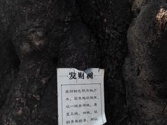 -瑞丽独树成林风景区