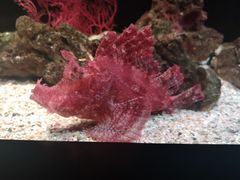 -暹罗海洋世界
