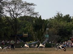 -广州长隆飞鸟乐园